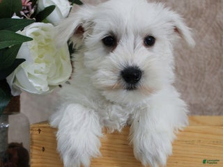 Miniature Schnauzer dogs Penn - Ad 14