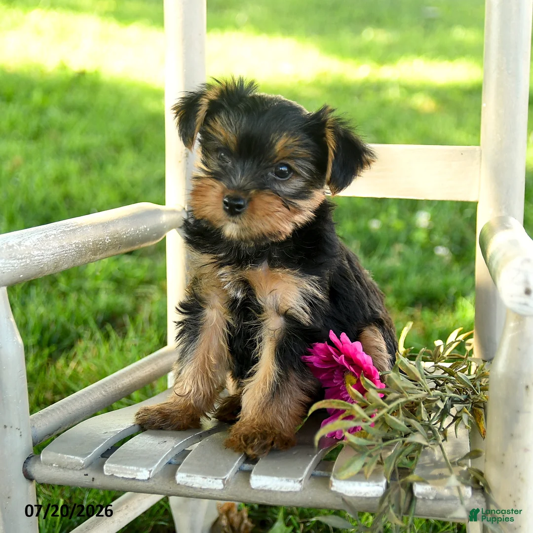 Yorkshire Terrier dogs for sale: Michael - Ad 1