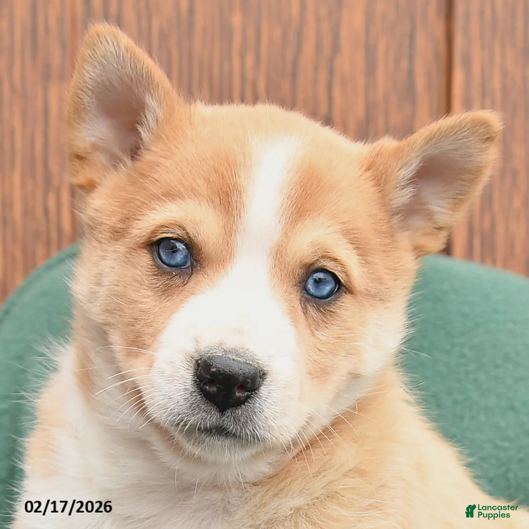 Mixed Breed dogs for sale: Alice - Ad 3