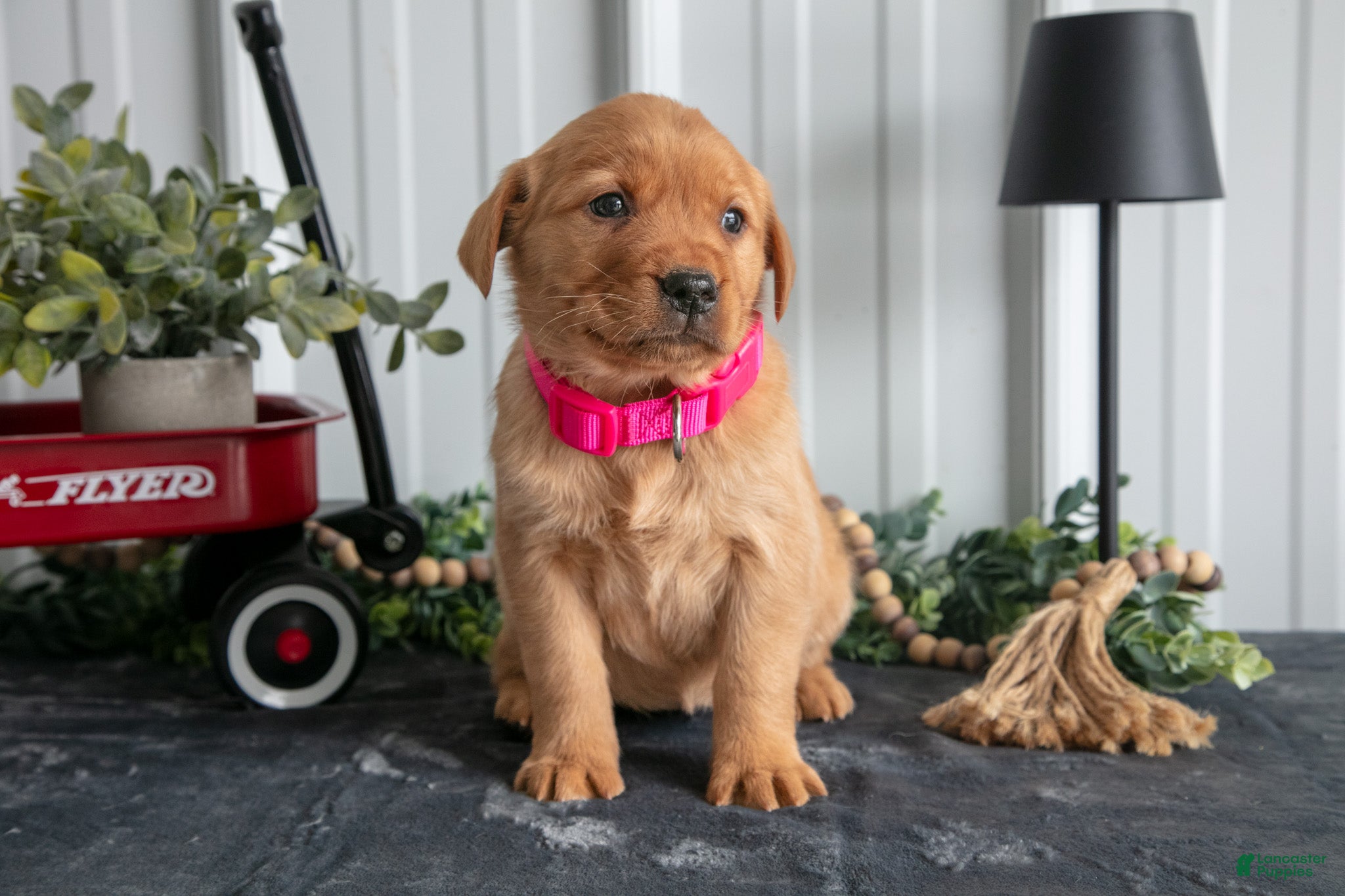 Goldador dogs Piper - Ad 2