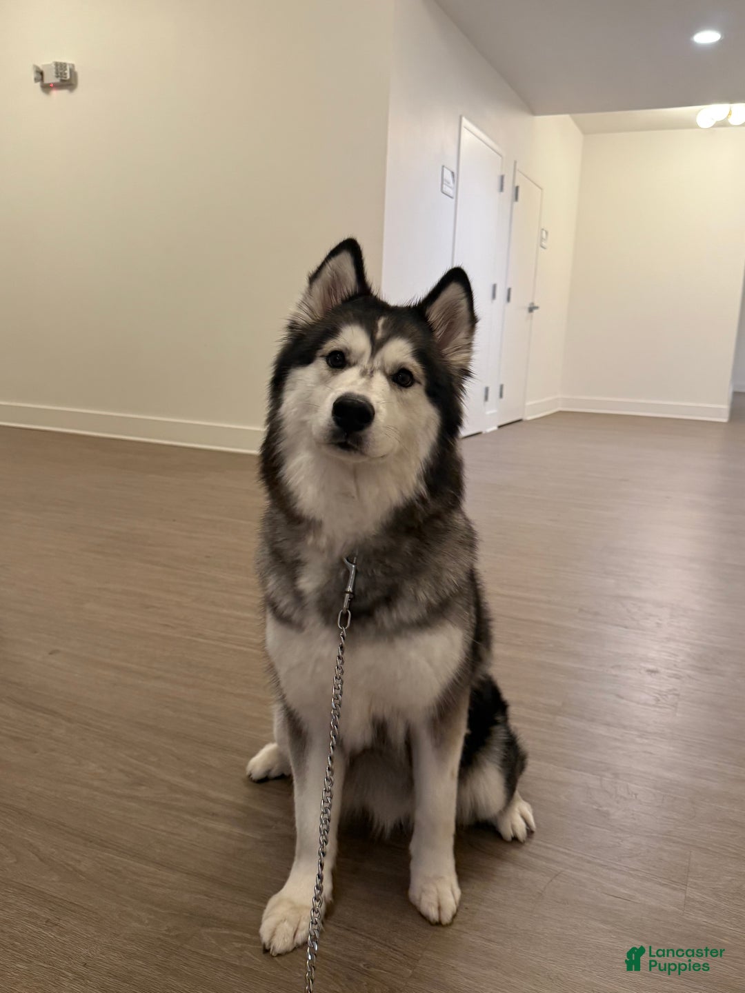 Siberian Husky dogs for sale: Gaia - Ad 12