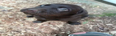 Labrador Retriever Girl 3
