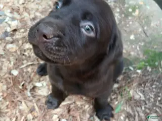 Labrador Retriever dogs Labrador Retriever Girl 3 - Ad 7
