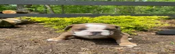 English Bulldog dogs for sale: Susie - Ad 3
