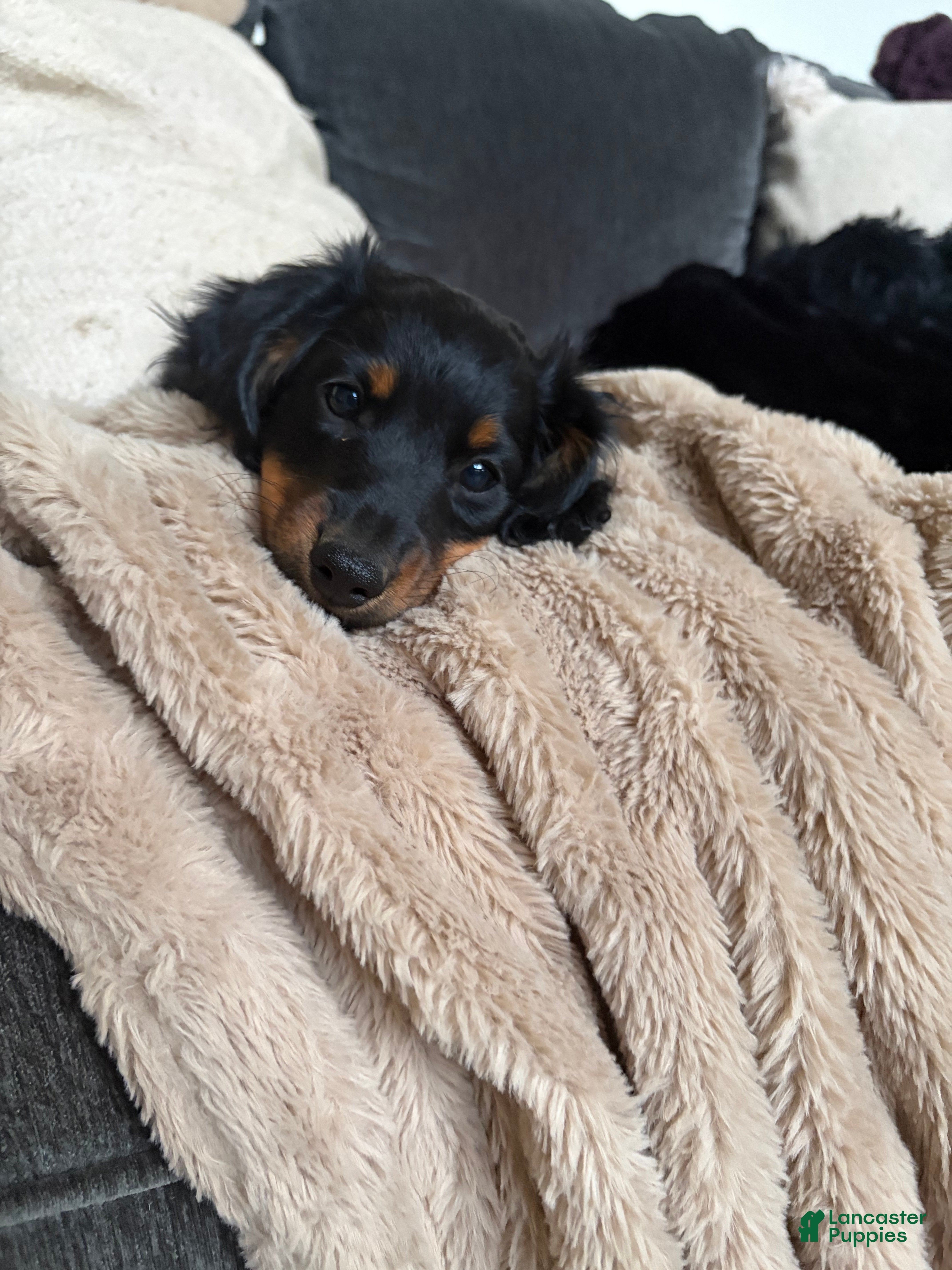 Dachshund dogs Adena - Ad 2