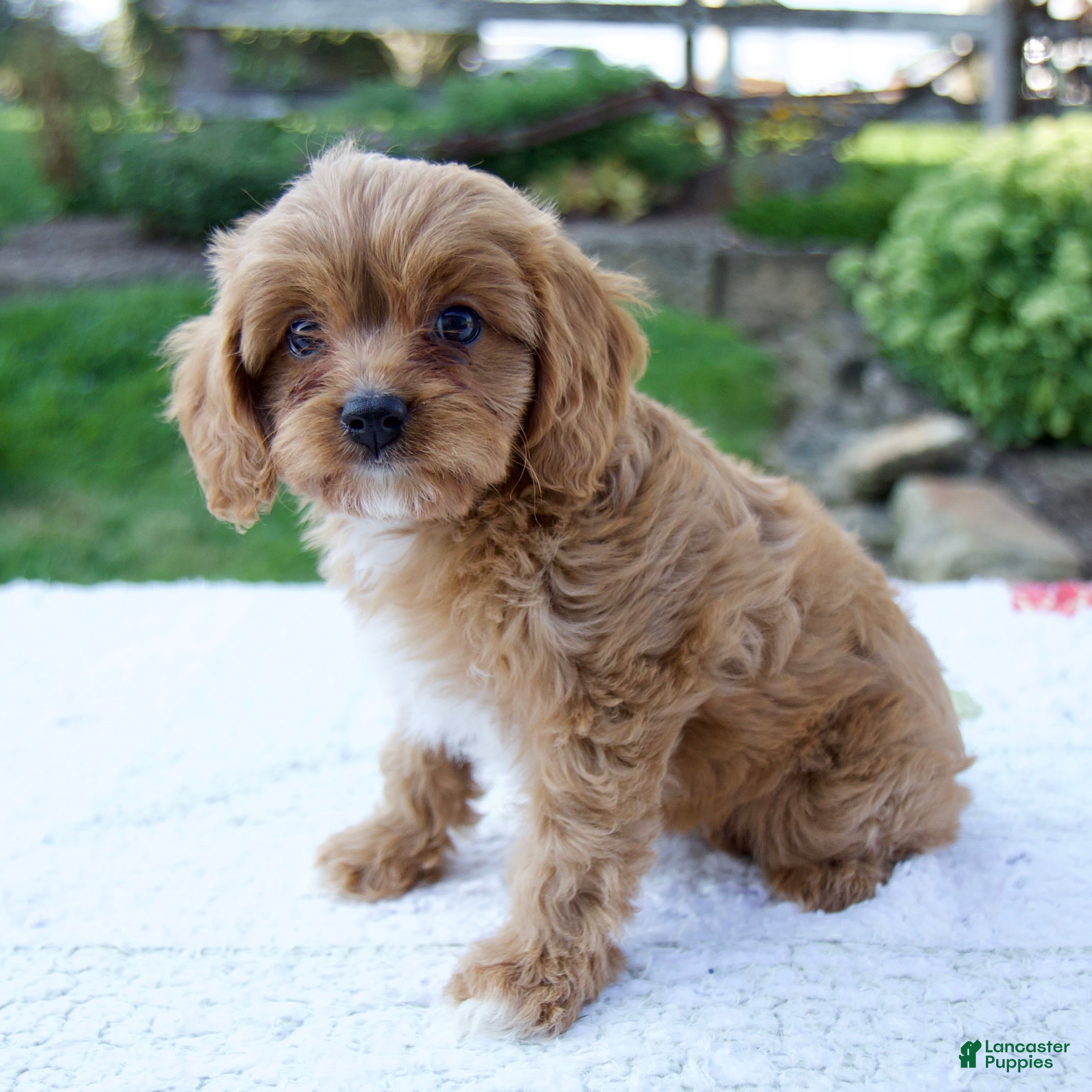 Cavapoo dogs Everly - Ad 2