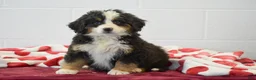 Bernese Mountain Dog dogs for sale: Daisy - Ad 1