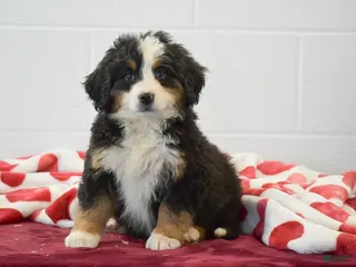 Bernese Mountain Dog dogs Daisy - Ad 4