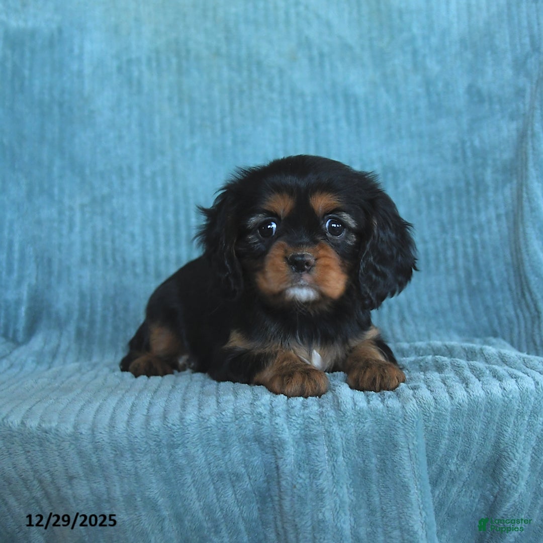 Cavalier King Charles Spaniel dogs for sale: Callie - Ad 5