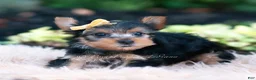 Yorkshire Terrier dogs for sale: Momo - Ad 4