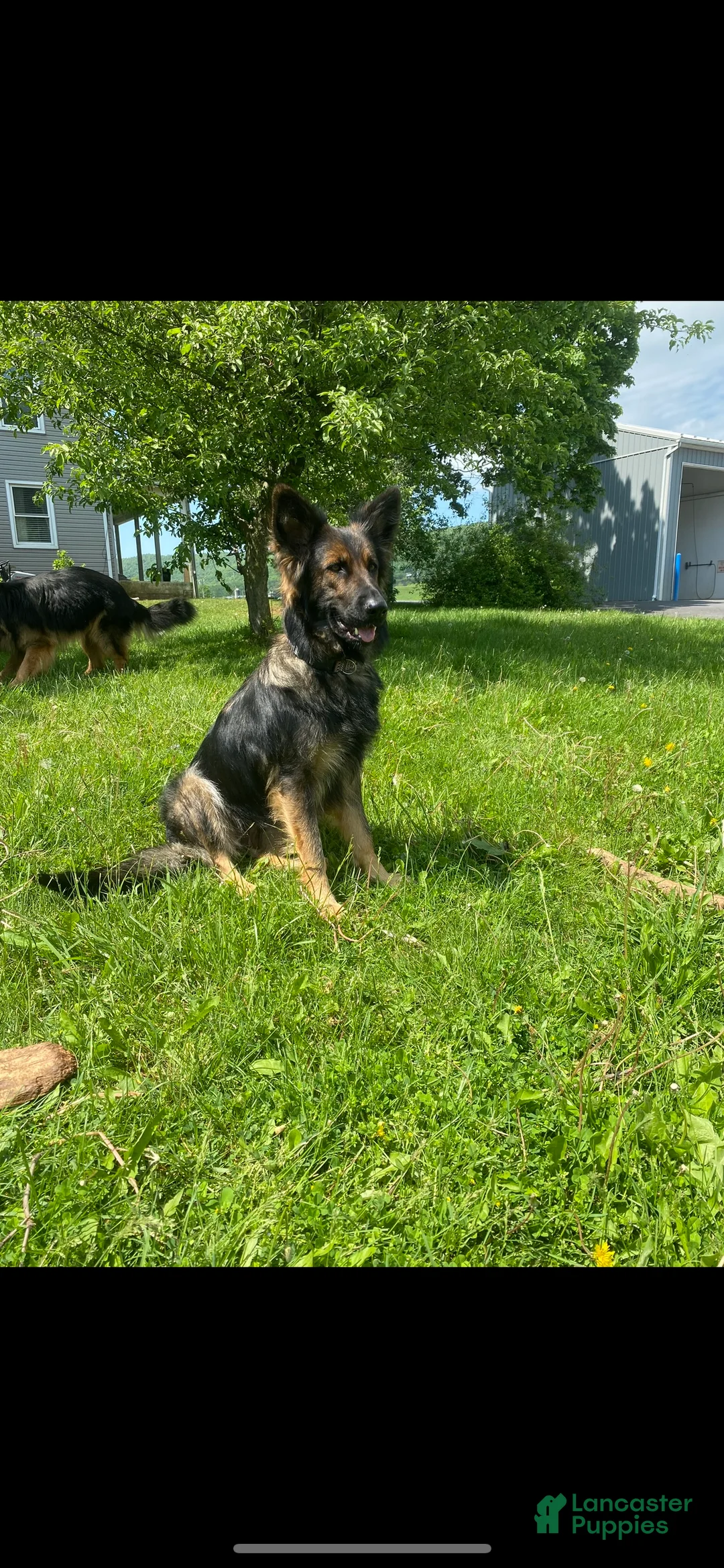 German Shepherd dogs for sale: German Shepherd Puppy 4 - Ad 2