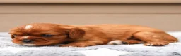 Cavalier King Charles Spaniel dogs for sale: Dallas Cavalier King Charles Spaniel  - Ad 6