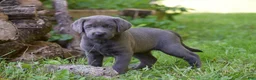 Labrador Retriever dogs for sale: Sky - Ad 3