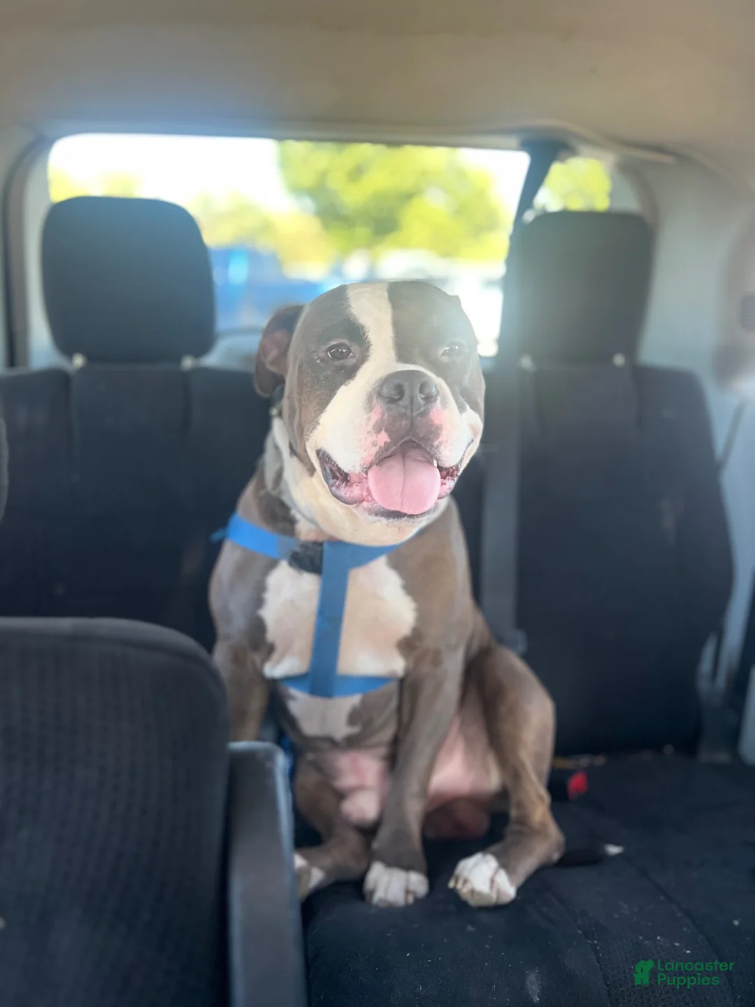 American Bully dogs for sale: American Bully 2 - Ad 3