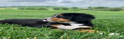 Bernese Mountain Dog dogs for sale: Pluto - Ad 15