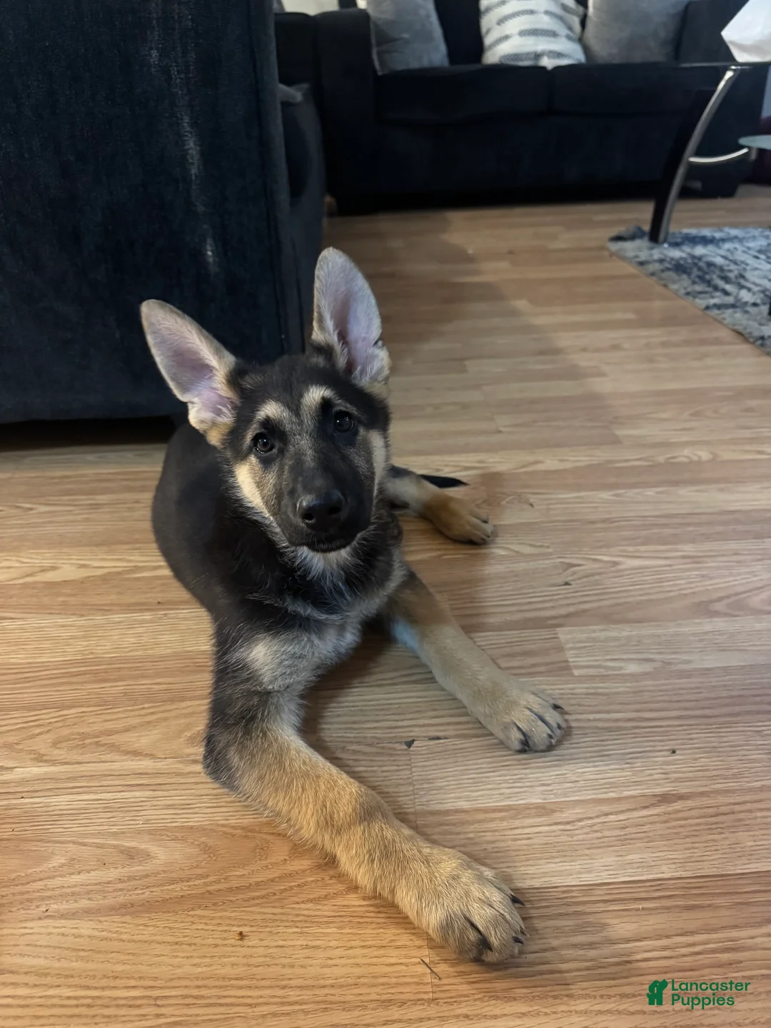 German Shepherd dogs for sale: German Shepherd Female - Ad 3