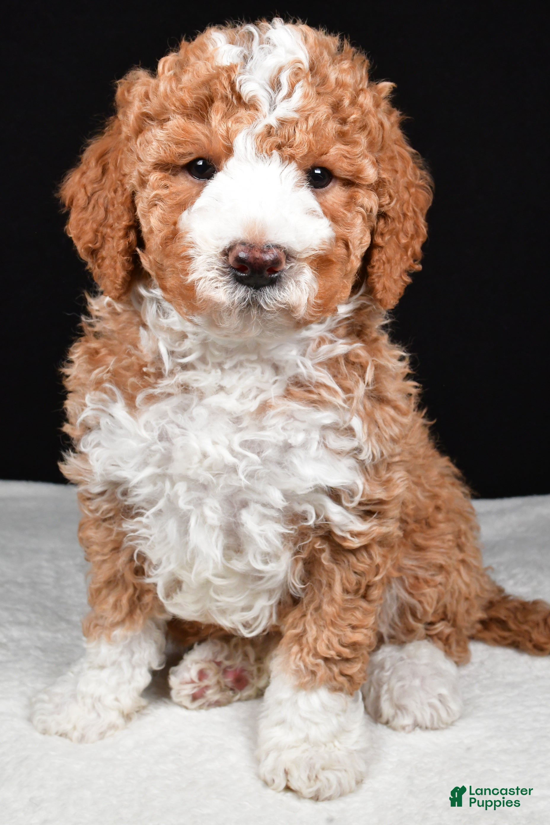 Mini Goldendoodle dogs Ethan - Ad 1