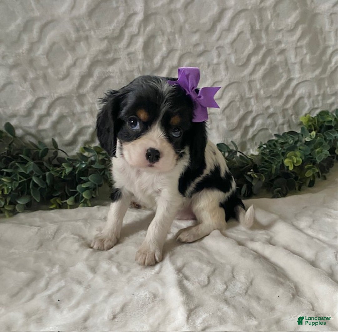 Cavalier King Charles Spaniel dogs for sale: Gabby- black tricolor - Ad 3