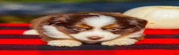 Miniature Australian Shepherd dogs for sale: Aspen - Ad 3