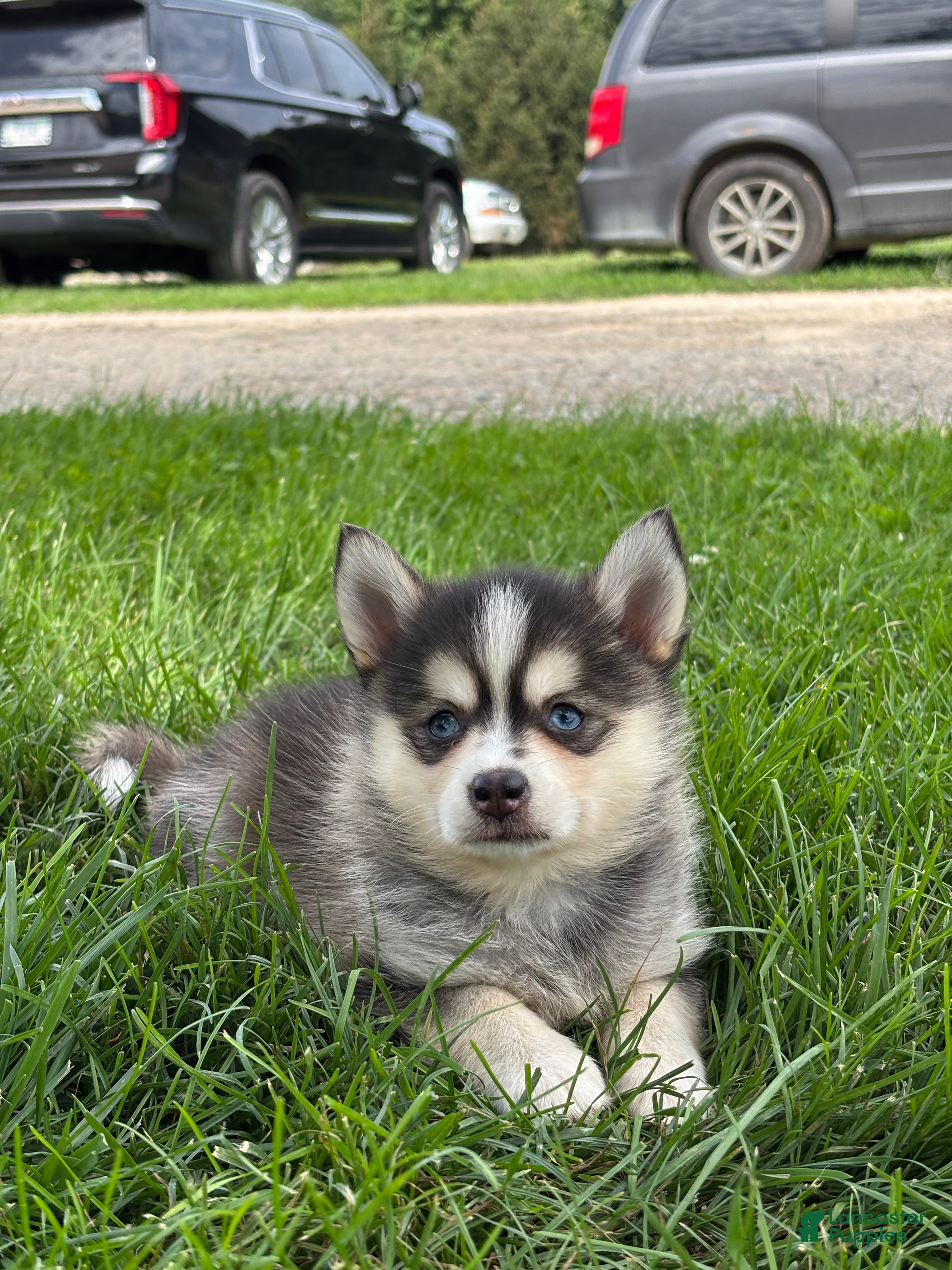 Pomsky dogs Dorthy - Ad 1