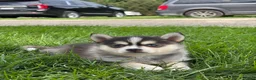 Pomsky dogs for sale: Dorthy - Ad 1