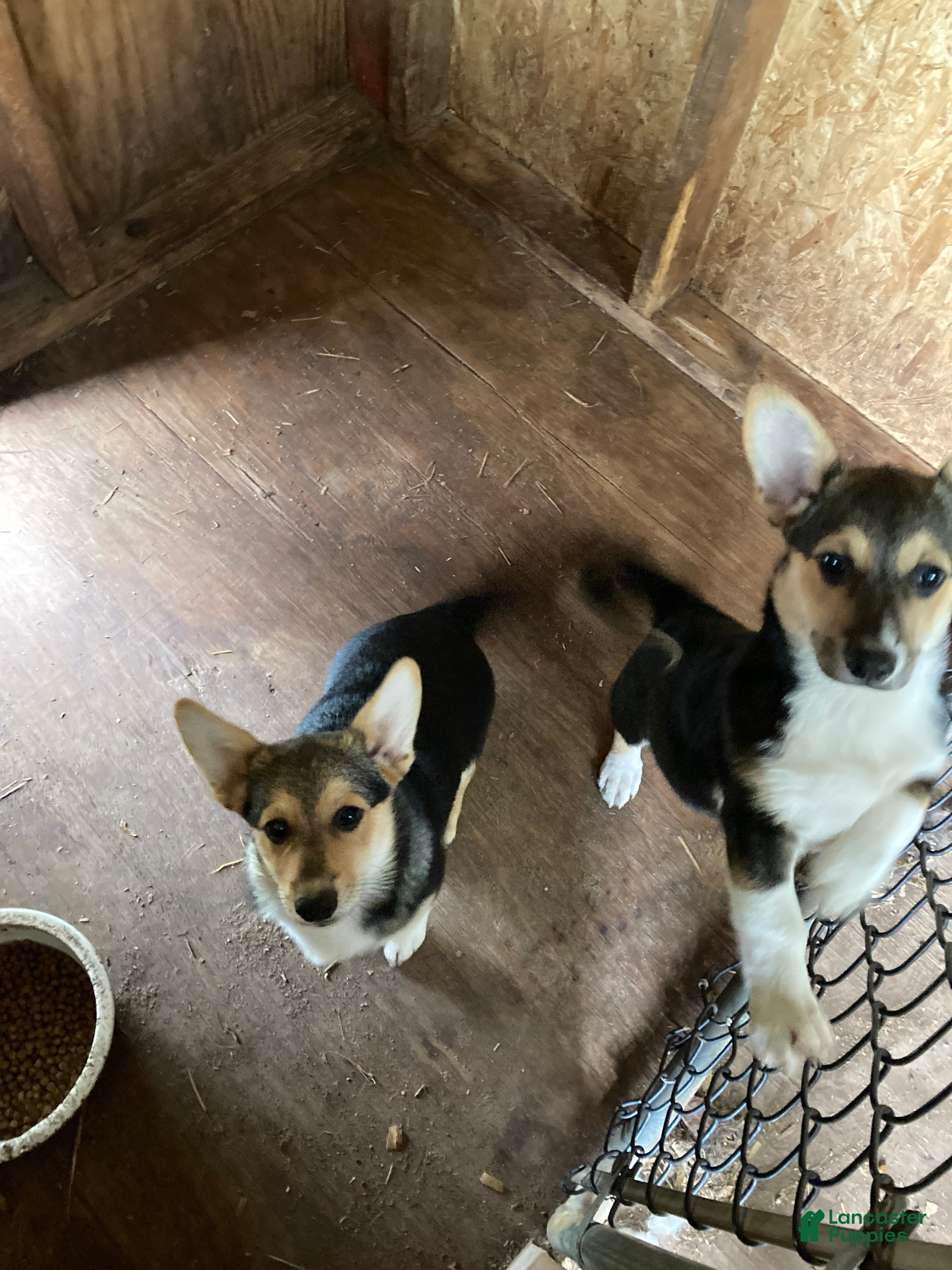 Welsh Corgi Pembroke dogs Pacha  - Ad 8