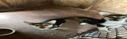 Welsh Corgi Pembroke dogs for sale: Pacha  - Ad 1