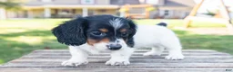 Miniature Dachshund dogs for sale: Button - Ad 9