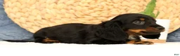 Miniature Dachshund dogs for sale: Joy - Ad 9