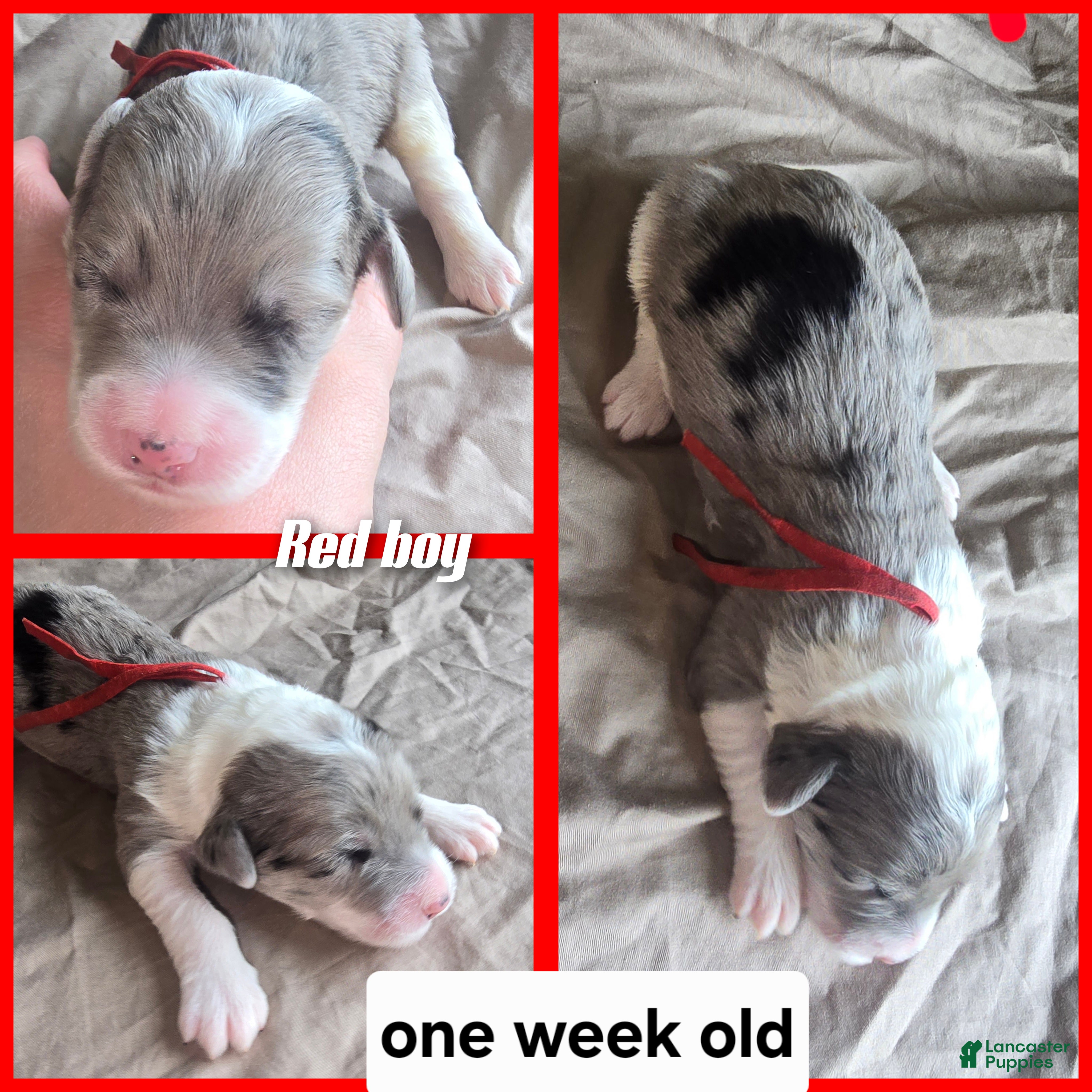 Sheepadoodle dogs Begonia -Red collar - Ad 19