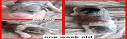 Sheepadoodle dogs for sale: Begonia -Red collar - Ad 5