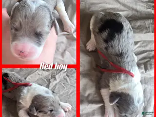 Sheepadoodle dogs Begonia -Red collar - Ad 19