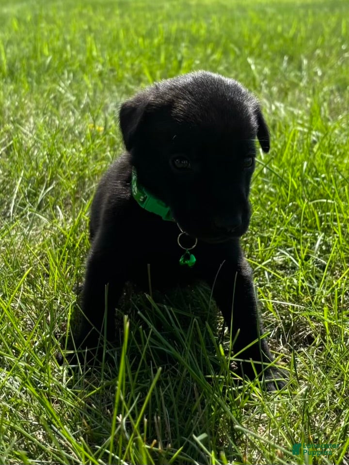 Labrador Retriever dogs scout - Ad 1