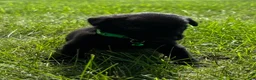 Labrador Retriever dogs for sale: scout - Ad 1