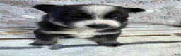 Pomsky dogs for sale: Griffin - Ad 4