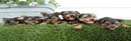 Yorkshire Terrier dogs for sale: Luxe - Ad 2