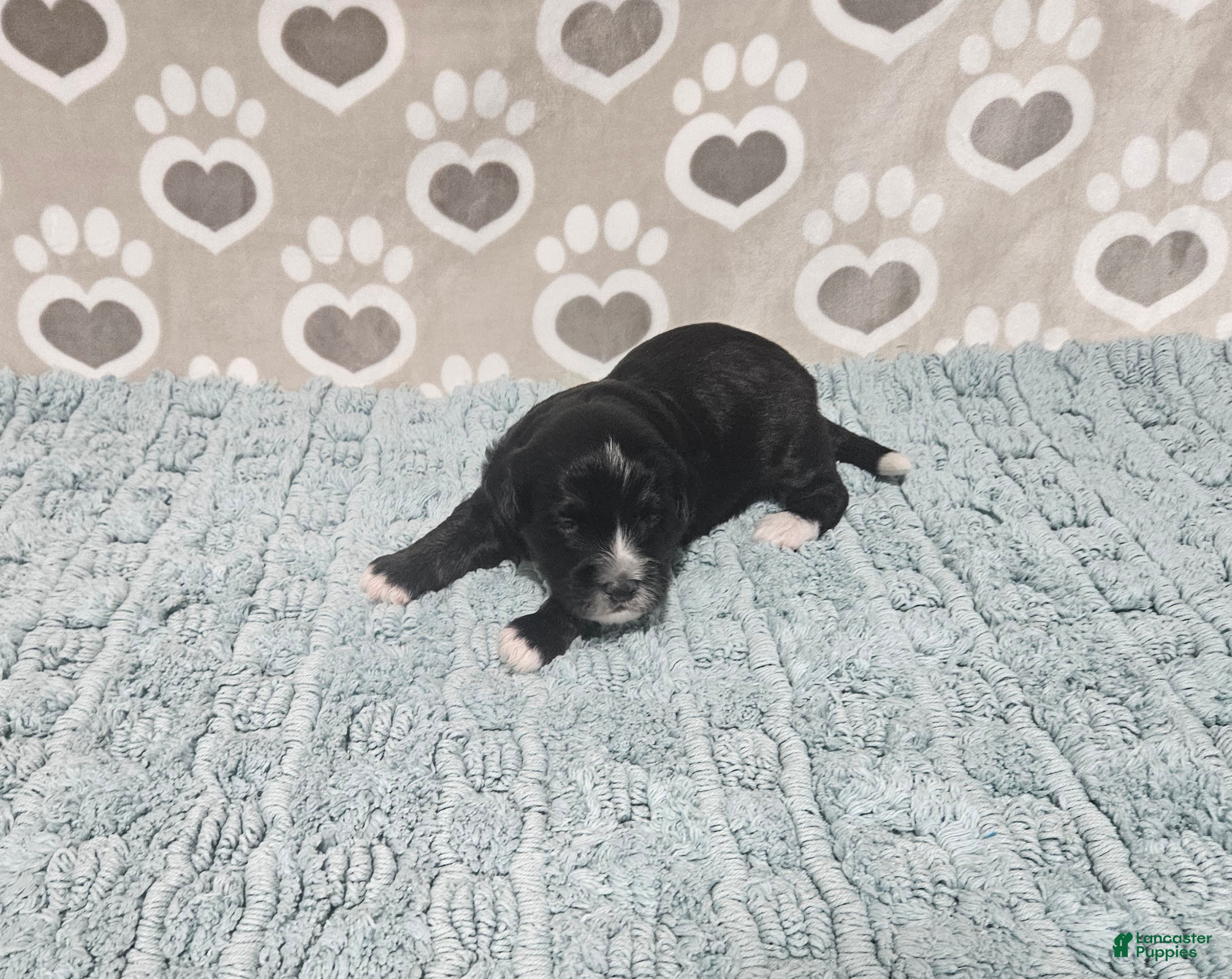 Mini Bernedoodle dogs F1b Porter - Ad 4