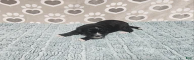 F1b Porter