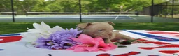 American Bully dogs for sale: American Bully Puppy 1 - Ad 16