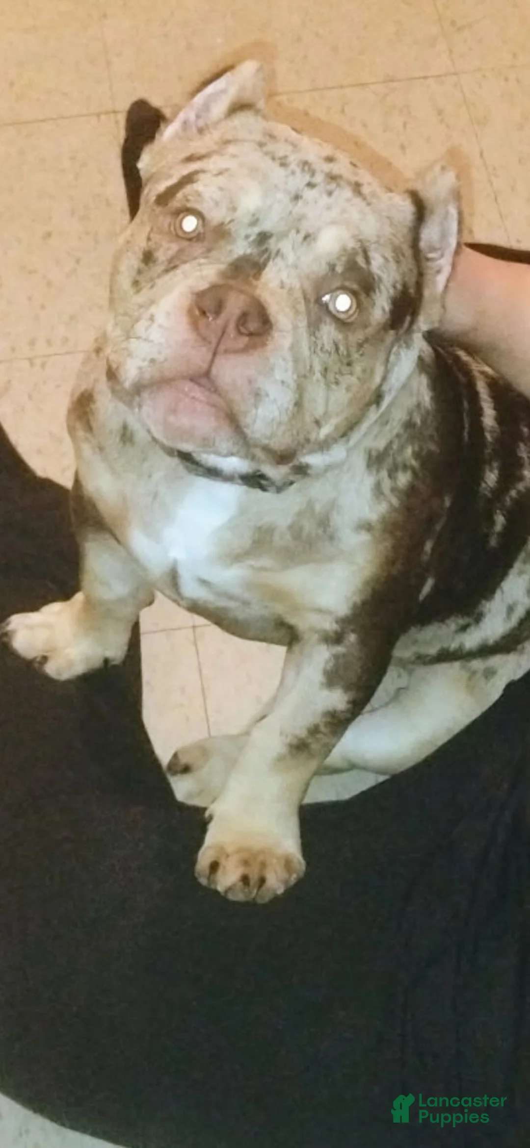 American Bully dogs for sale: American Bully 1 - Ad 8