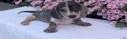 Miniature Dachshund dogs for sale: Kya - Ad 4