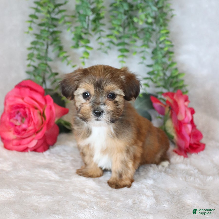 Shorkie dogs Luke - Ad 2