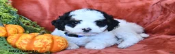 Bernedoodle dogs for sale: Bailey  - Ad 1