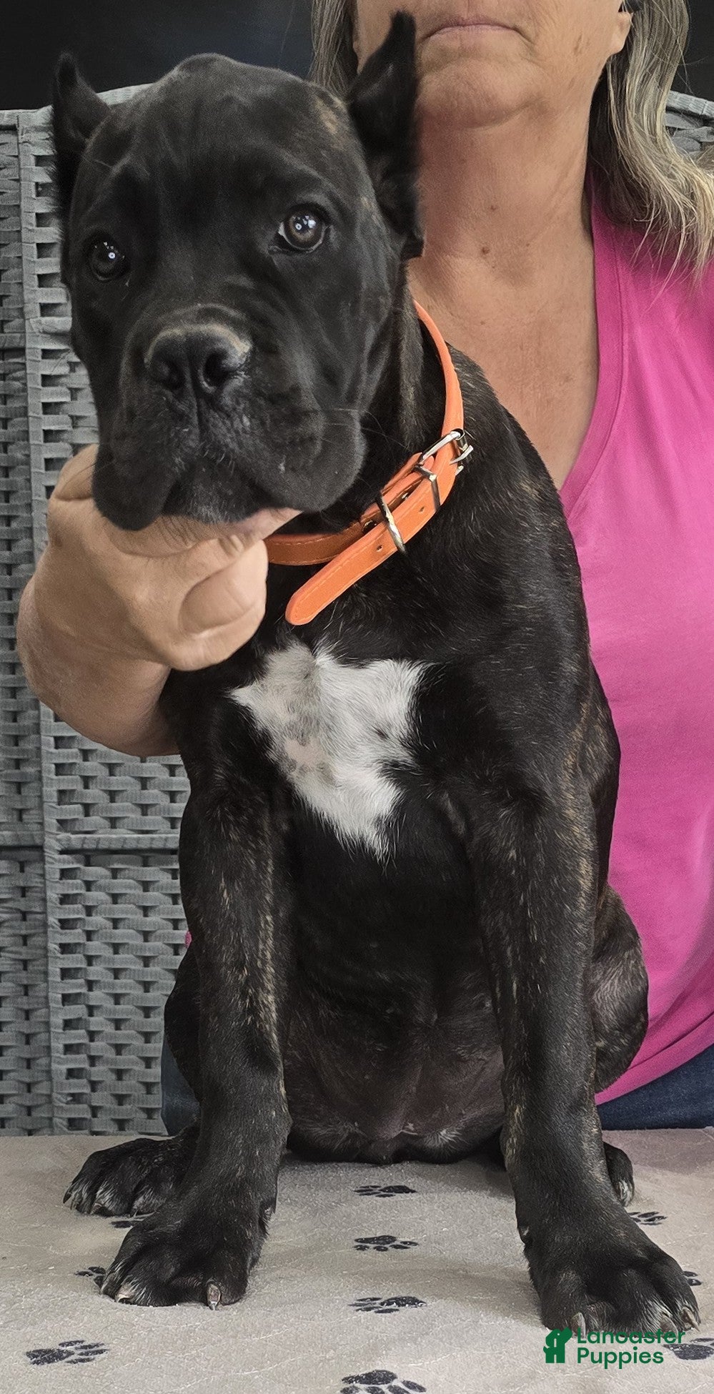 Cane Corso dogs Orange Girl - Ad 2