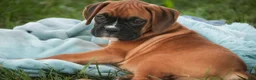 Boxer dogs for sale: Everest - Ad 3