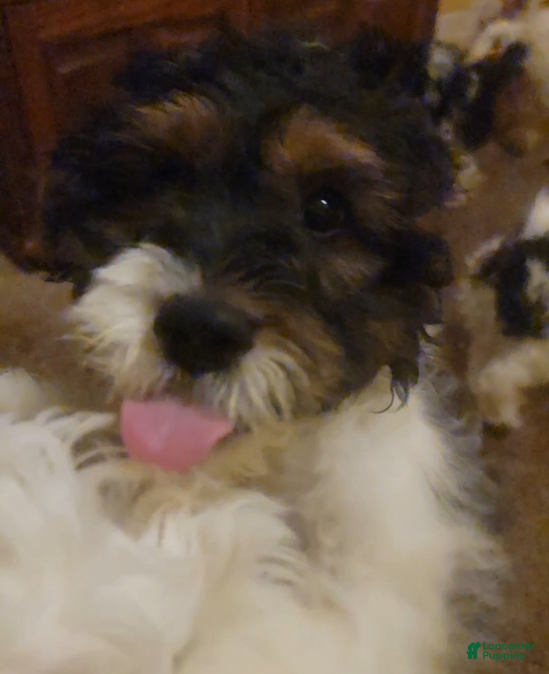 Cockapoo dogs Boomer - Ad 9