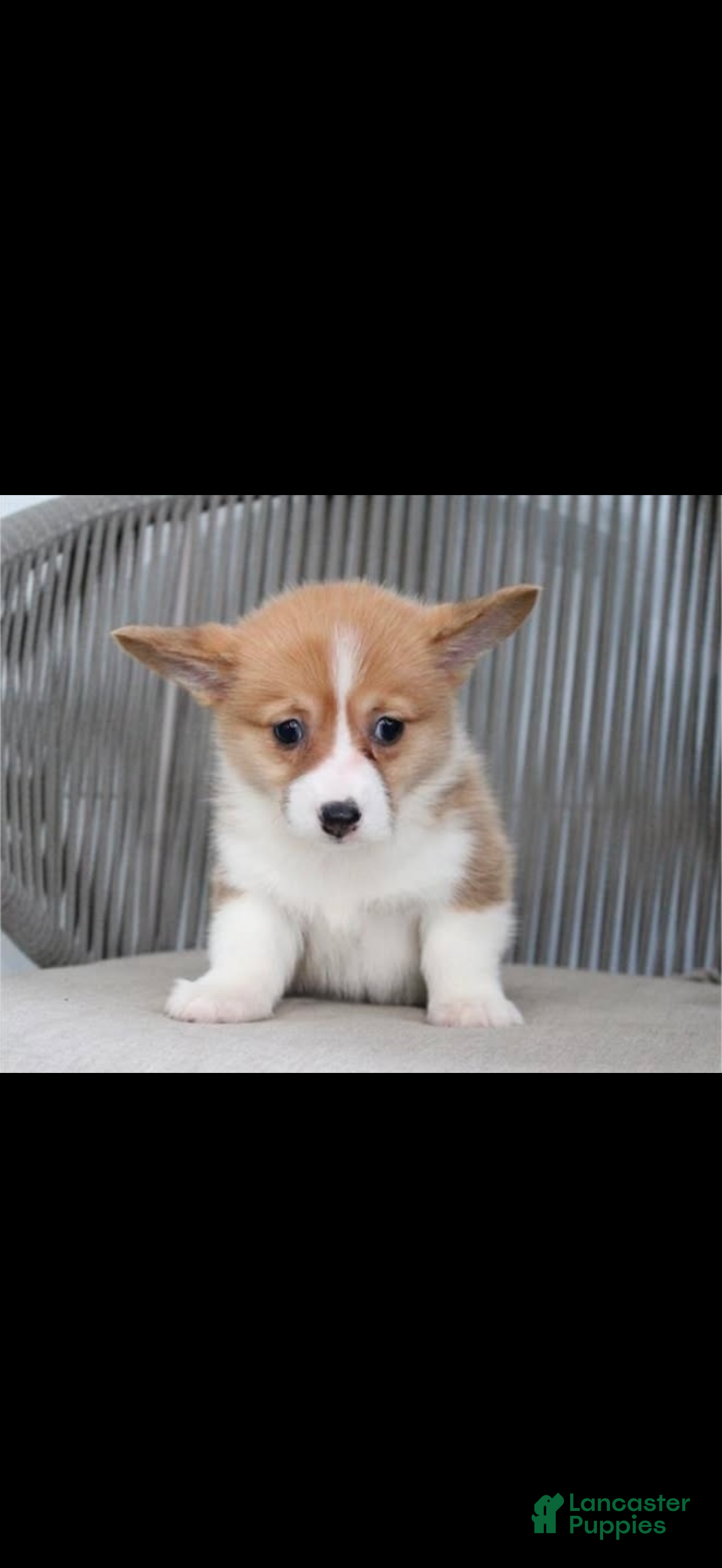 Welsh Corgi Pembroke dogs WINTER - Ad 12