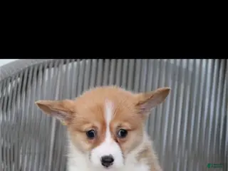 Welsh Corgi Pembroke dogs WINTER - Ad 12