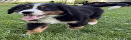 Bernese Mountain Dog dogs for sale: Lady - Ad 4