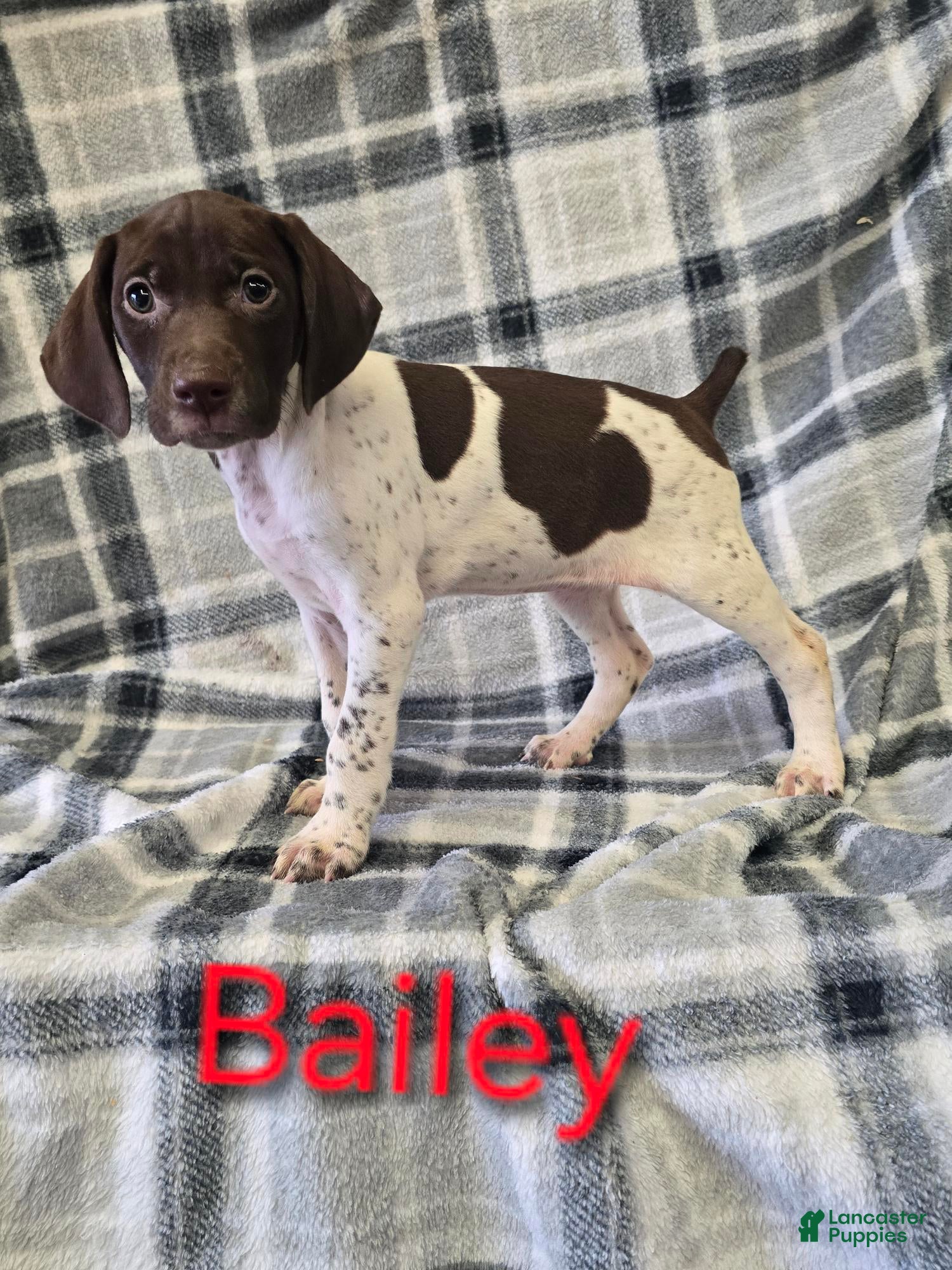 German Shorthaired Pointer dogs BAILEY - Ad 14